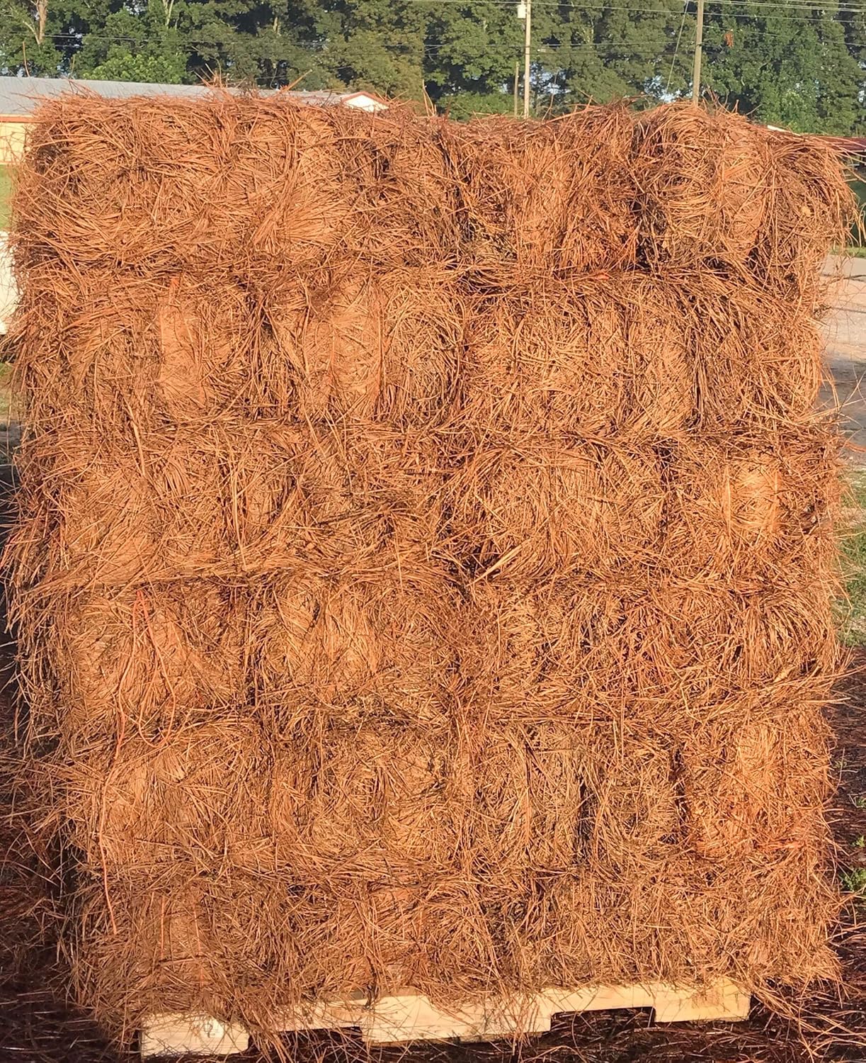 Long Needle Pine Straw Mulch - 2400 Sqft Coverage 1 Set - Premium USA Harvested PineStraw for Landscaping  Weed Control  Moisture Retention & Erosion Control - USA Pinestraw
